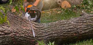 Best Tree Removal  in Avis, PA