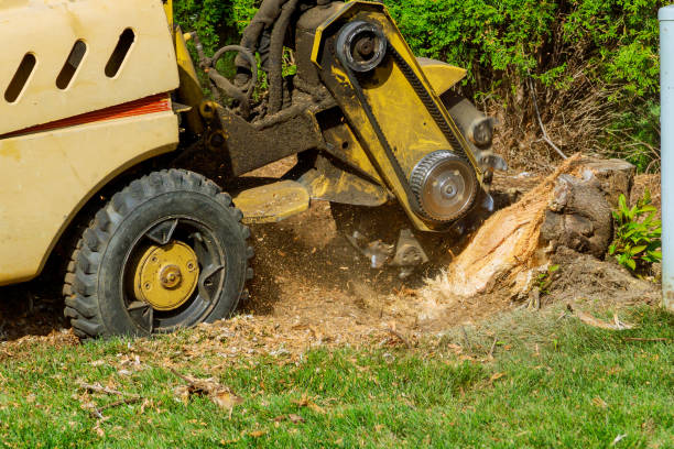 Best Leaf Removal  in Avis, PA