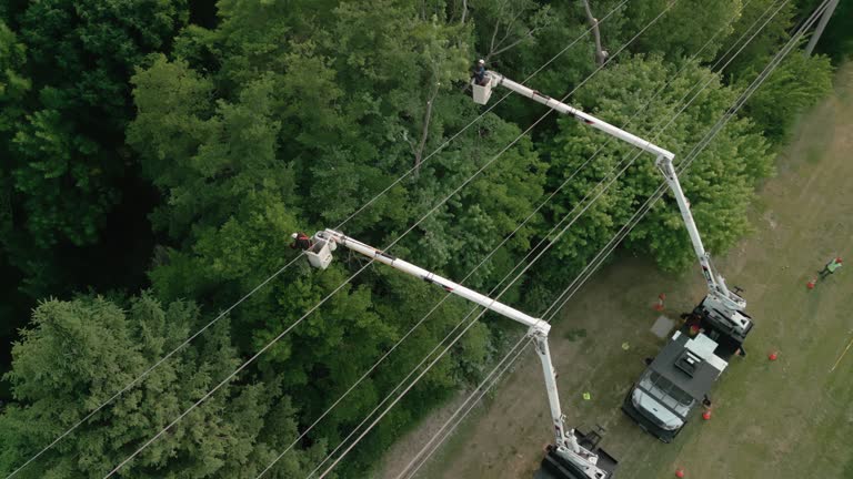 Best Fruit Tree Pruning  in Avis, PA