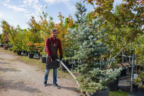  Avis, PA Tree Care Services Pros