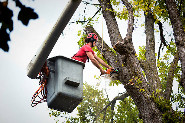 Professional Tree Care Services in Avis, PA