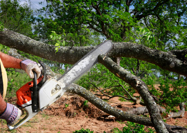 How Our Tree Care Process Works  in  Avis, PA